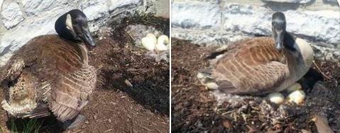 鵝羽毛被燒焦卻坐在地上一動不動，啥情況