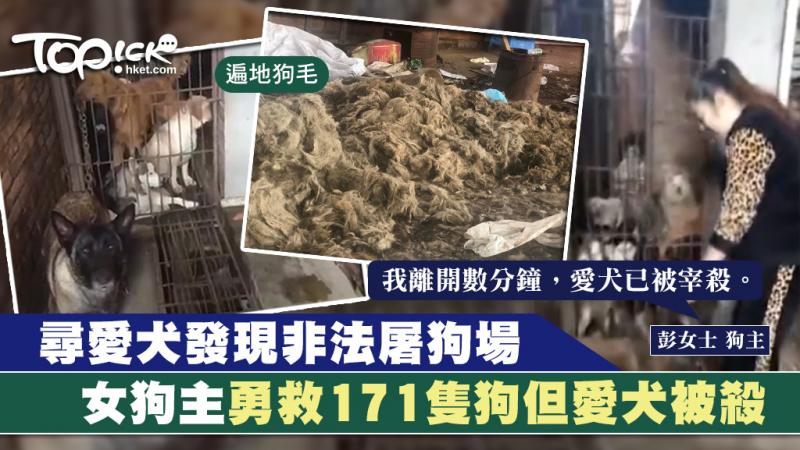 女狗主尋愛犬發現非法屠狗場　發現冰箱中有大量狗屍勇敢救出171隻狗