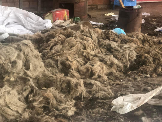 女狗主尋愛犬發現非法屠狗場　發現冰箱中有大量狗屍勇敢救出171隻狗
