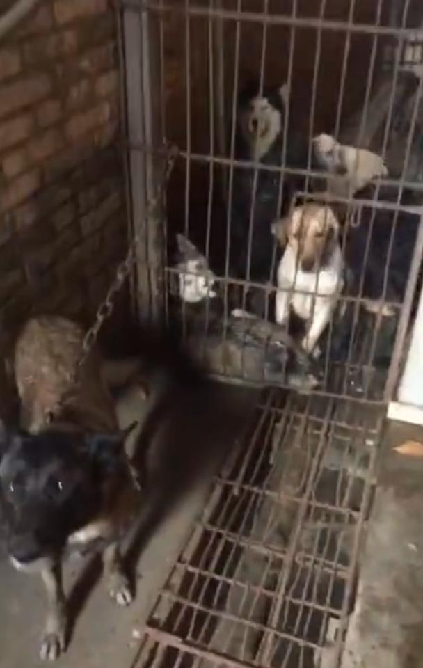 女狗主尋愛犬發現非法屠狗場　發現冰箱中有大量狗屍勇敢救出171隻狗