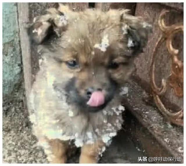 大雪天小土狗突然出現在門口，無助的眼神讓業主心動了：我養你呀