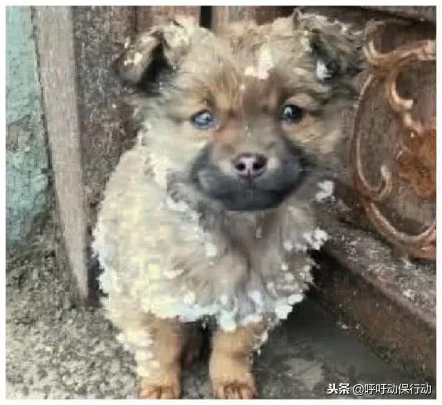 大雪天小土狗突然出現在門口，無助的眼神讓業主心動了：我養你呀