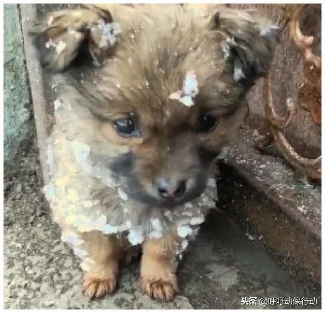 大雪天小土狗突然出現在門口，無助的眼神讓業主心動了：我養你呀