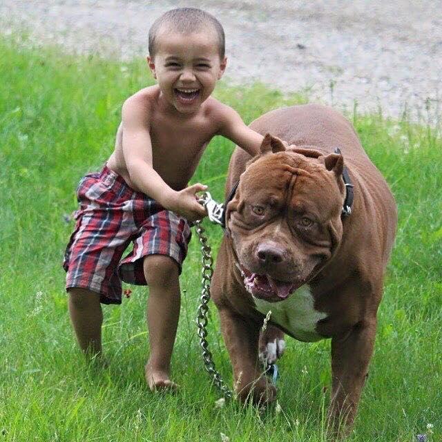 世界上最大的比特犬，80KG巨漢有顆溫柔心，最愛和小主人玩