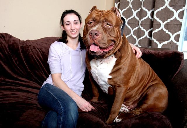 世界上最大的比特犬，80KG巨漢有顆溫柔心，最愛和小主人玩