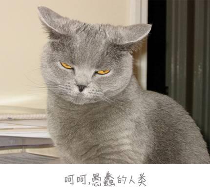 貓爪上肉墊原來有這麼多作用