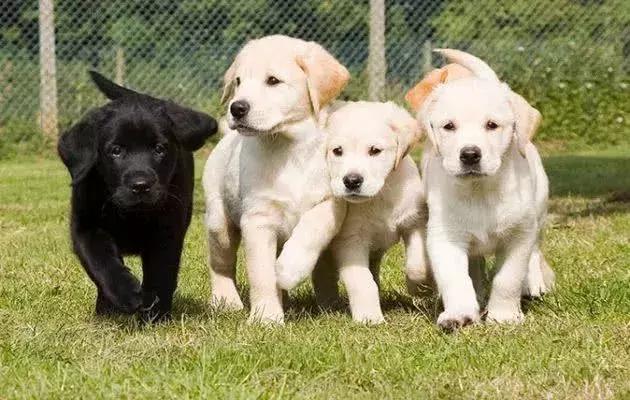 導盲犬的誕生！從小奶狗進化為「人類的眼睛」