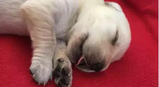 導盲犬的誕生！從小奶狗進化為「人類的眼睛」