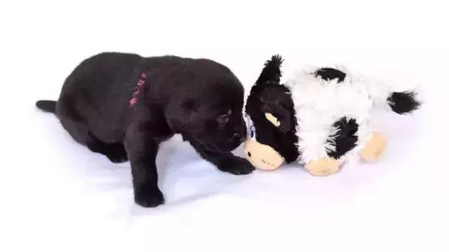 導盲犬的誕生！從小奶狗進化為「人類的眼睛」