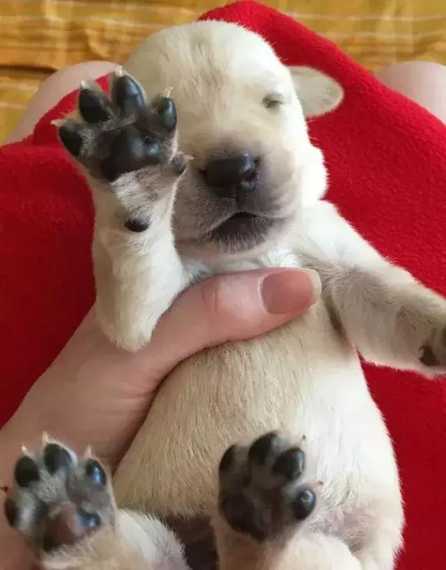 導盲犬的誕生！從小奶狗進化為「人類的眼睛」