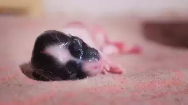 導盲犬的誕生！從小奶狗進化為「人類的眼睛」