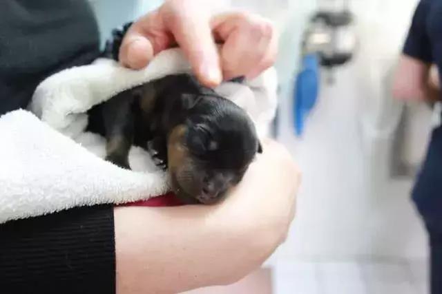 導盲犬的誕生！從小奶狗進化為「人類的眼睛」