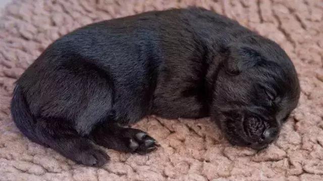 導盲犬的誕生！從小奶狗進化為「人類的眼睛」