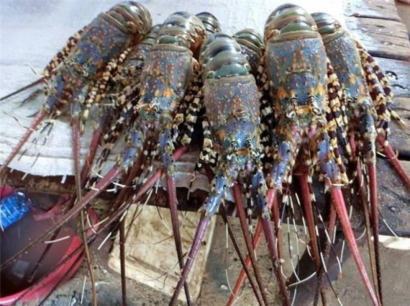 非洲窮人吃這些食物，在其它國家只有土豪才能吃得起 ！