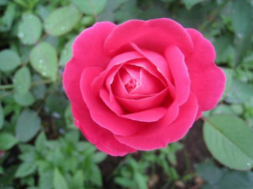 12月25日起，天降鴻福，橫財連連爆發，5大生肖苦盡甘來，富貴雙全！