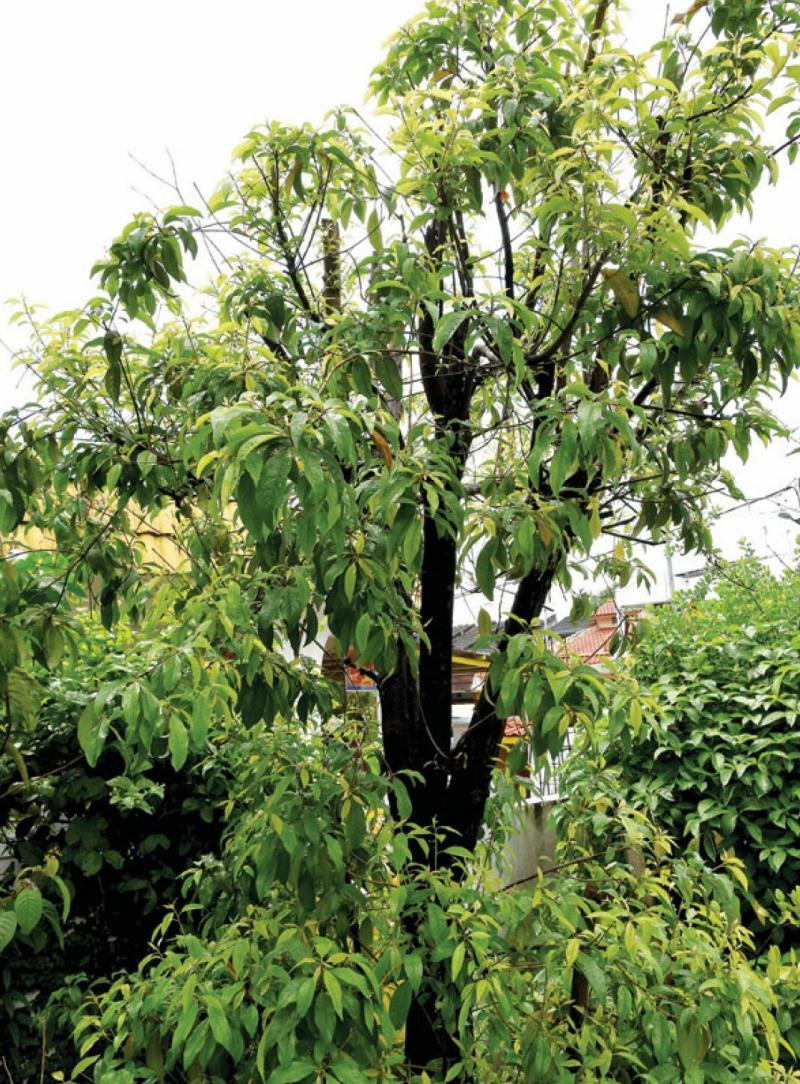 「千金蓮」解毒靈、治百病！療效：消炎排毒、止痛、止癢！ 