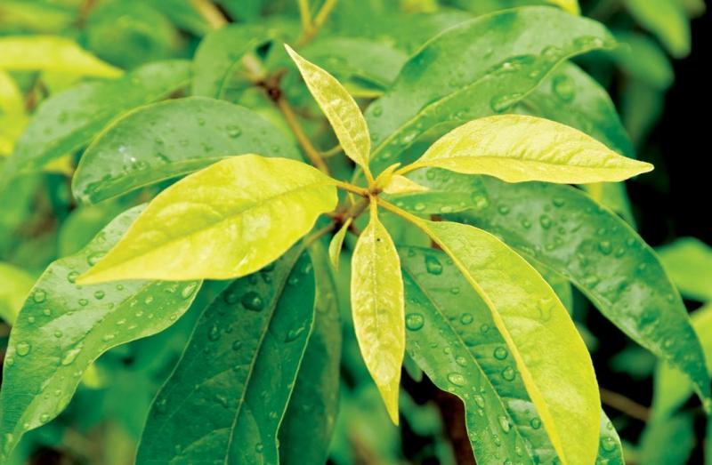 「千金蓮」解毒靈、治百病！療效：消炎排毒、止痛、止癢！ 