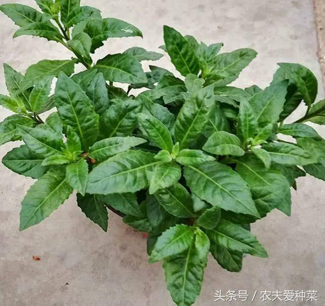 高血壓剋星，種進花盆，蹭蹭長瘋了，蔬菜俗稱不老長壽草