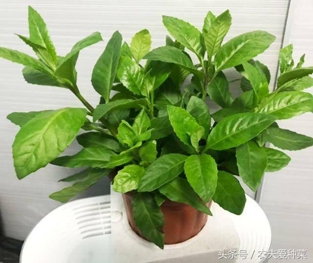 高血壓剋星，種進花盆，蹭蹭長瘋了，蔬菜俗稱不老長壽草