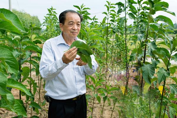 一天口含一片「這個葉子」，護肝護腎、還能降糖降血壓！！