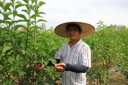 一天口含一片「這個葉子」，護肝護腎、還能降糖降血壓！！