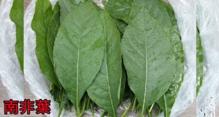 一天口含一片「這個葉子」，護肝護腎、還能降糖降血壓！！
