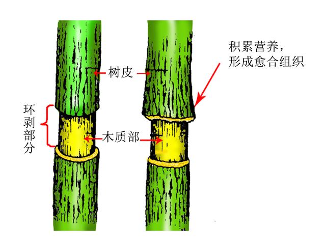 盆景愛好者必學繁殖技術——高壓繁殖（1）