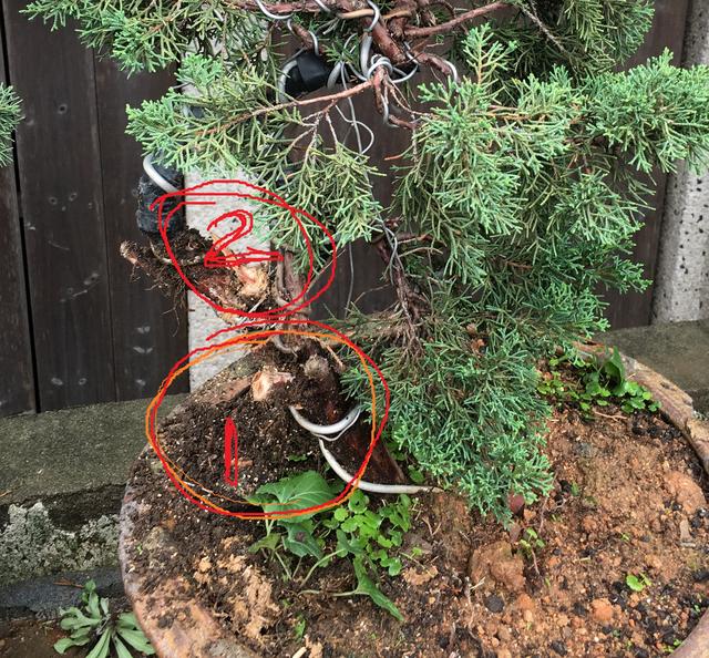 盆景愛好者必學繁殖技術——高壓繁殖（1）