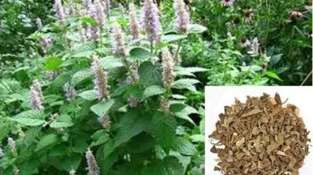 體內濕氣重怎麼辦？堅持在泡腳水裡加上4種料，有利於祛除濕氣