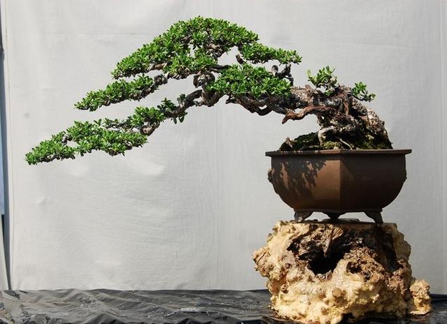 養花高手怎麼做盆景？用上這「3步」搖身變成「高價盆景」！