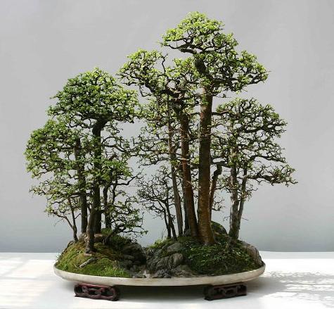 養花高手怎麼做盆景？用上這「3步」搖身變成「高價盆景」！