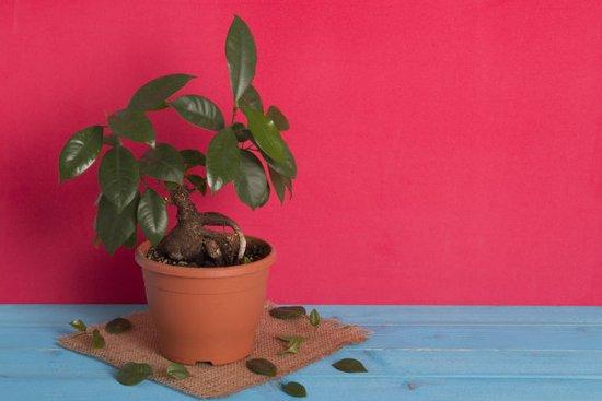 養花高手怎麼做盆景？用上這「3步」搖身變成「高價盆景」！