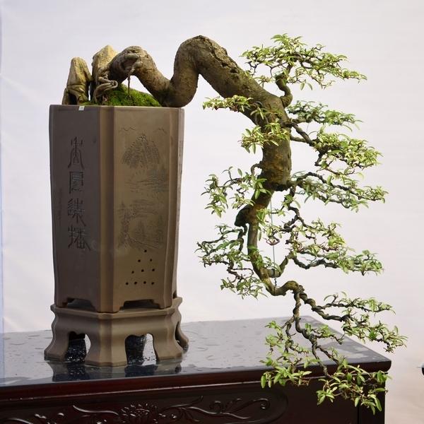 養花高手怎麼做盆景？用上這「3步」搖身變成「高價盆景」！
