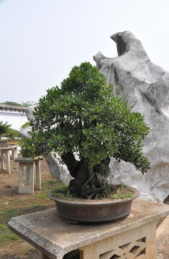 養花高手怎麼做盆景？用上這「3步」搖身變成「高價盆景」！