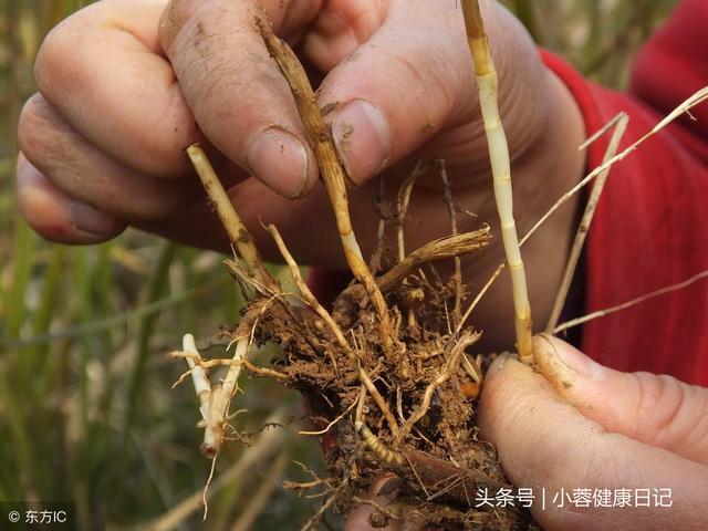 肝好不好，看這些地方有沒有「變黑」！枸杞換一種吃法最養肝 