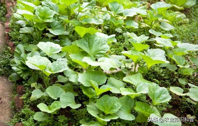 五菜之首的葵菜，口感滑利鮮嫩，治肺熱咳嗽消水腫治便秘