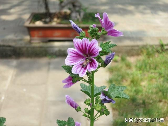 五菜之首的葵菜，口感滑利鮮嫩，治肺熱咳嗽消水腫治便秘