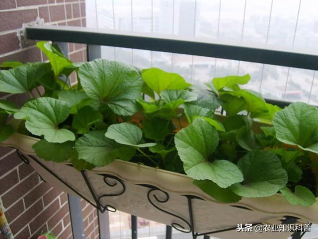 五菜之首的葵菜，口感滑利鮮嫩，治肺熱咳嗽消水腫治便秘
