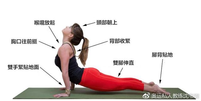 上犬式──強化背肌與改善氣喘！