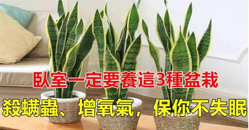 臥室一定要養這「3種」小盆栽，能殺蟎蟲、增氧氣，家人「不失眠」