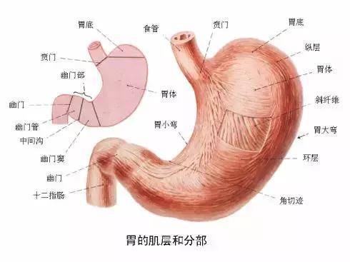 如果你身邊有人胃不好，趕緊存起來吧
