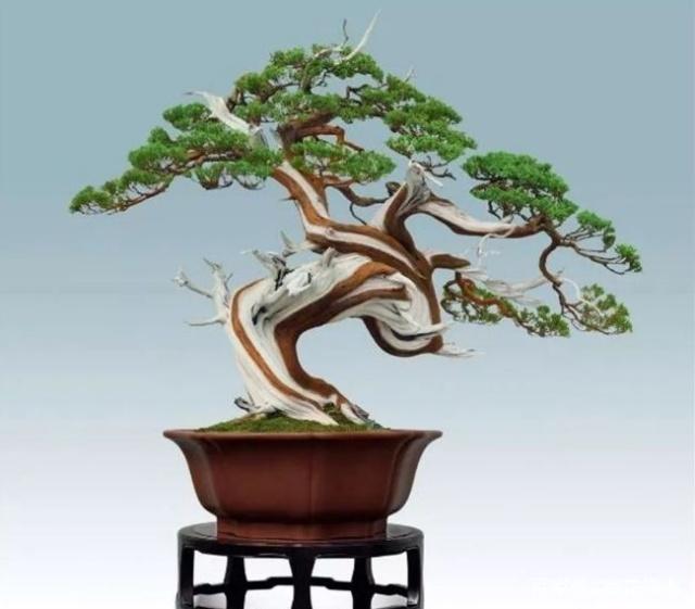 盆景初入門：盆景的「動感」和「力感」是怎樣塑造出來的