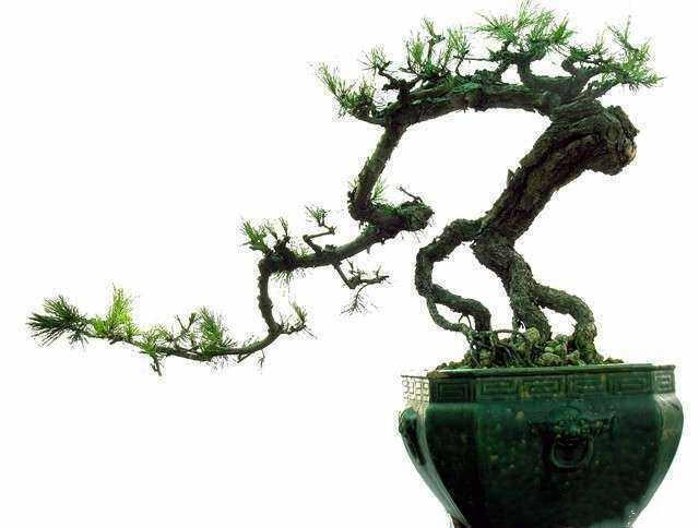 盆景初入門：盆景的「動感」和「力感」是怎樣塑造出來的