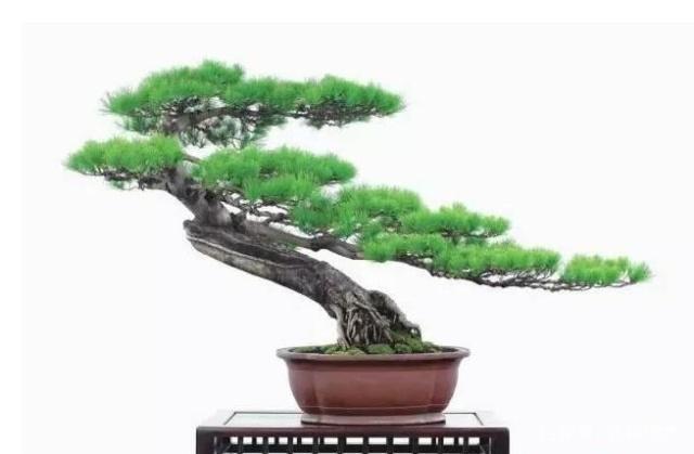 盆景初入門：盆景的「動感」和「力感」是怎樣塑造出來的