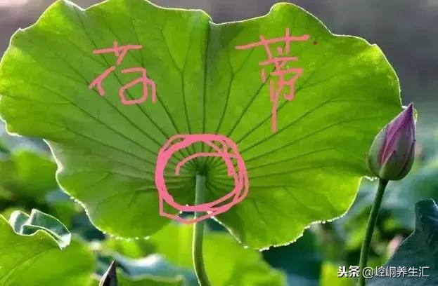 老中醫：胖補氣，瘦補血，對症下藥才最好！