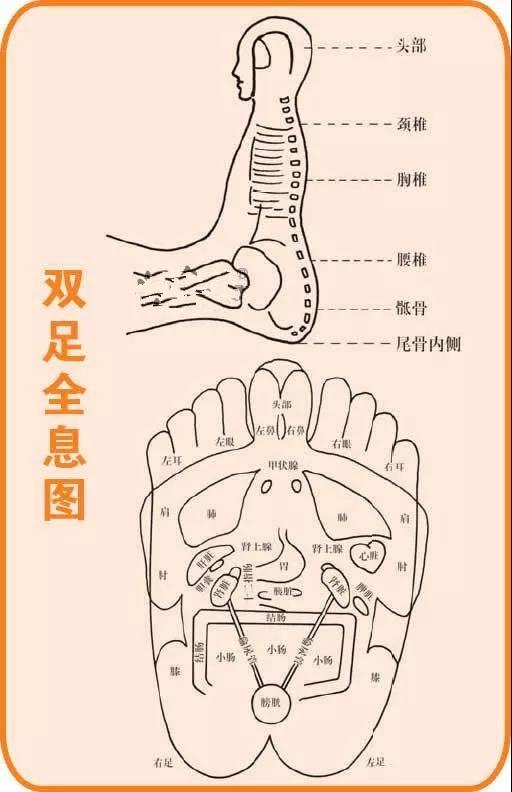 身體五臟六腑在腳上都有對應點，身體有不舒服，在腳上都有所反應