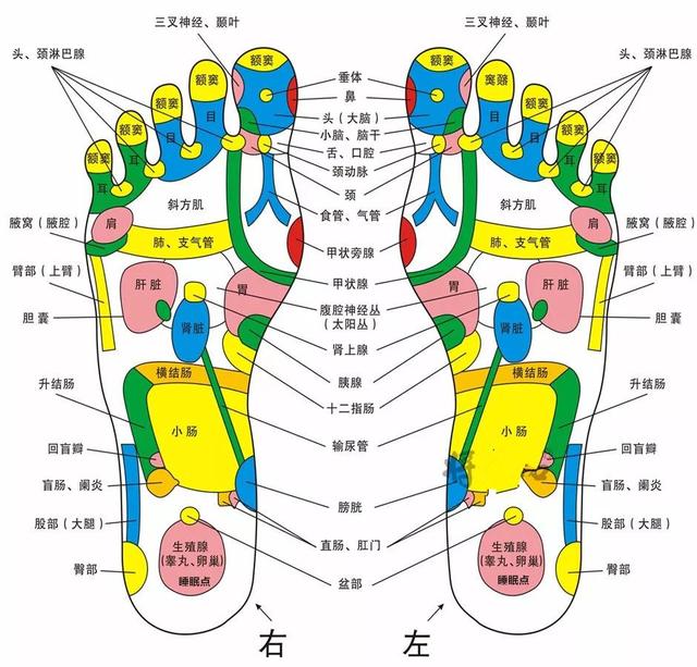 身體五臟六腑在腳上都有對應點，身體有不舒服，在腳上都有所反應