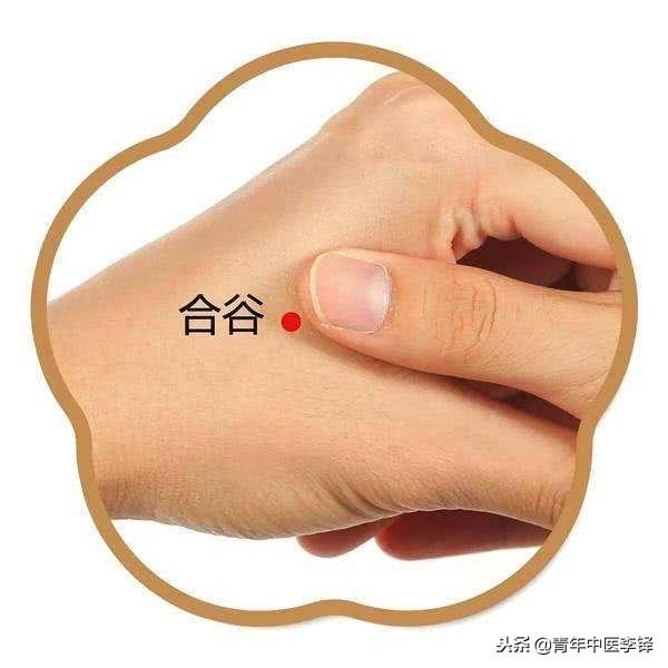 深入研究「合谷穴」的作用特點，為什麼說「面口合谷收」?