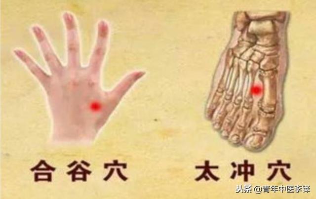 深入研究「合谷穴」的作用特點，為什麼說「面口合谷收」?