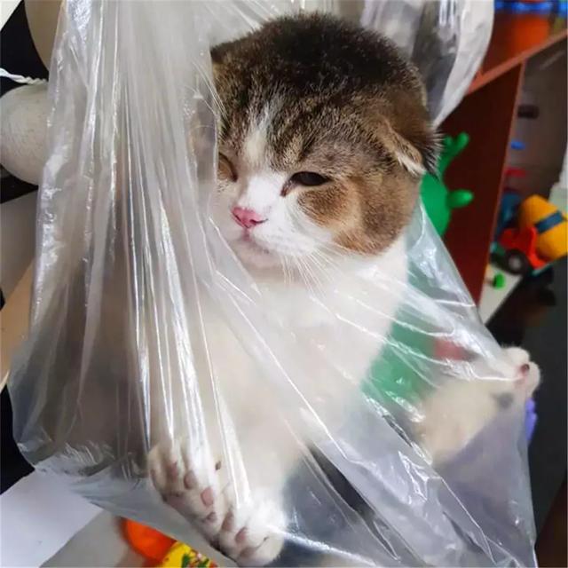 主人回家後發現花瓶被砸，生氣下將眾貓咪掛起，貓咪錶情樂壞主人